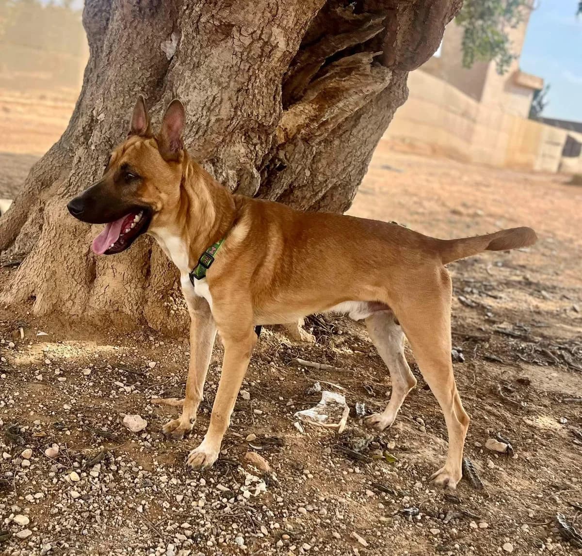 COLON, male Mixed Breed for adoption at Murcia), Lips Rescue photo 6