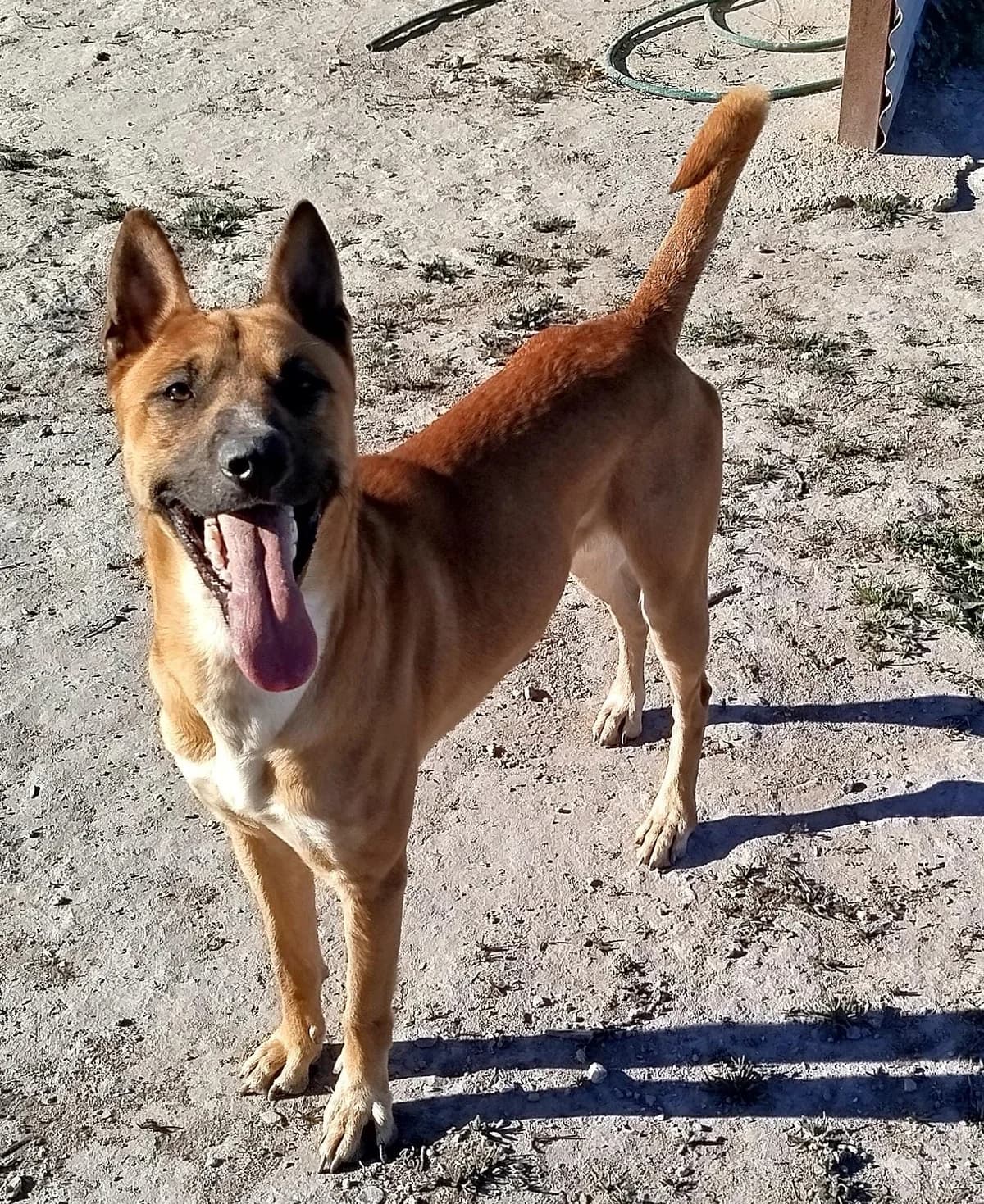 COLON, male Mixed Breed for adoption at Murcia), Lips Rescue photo 7