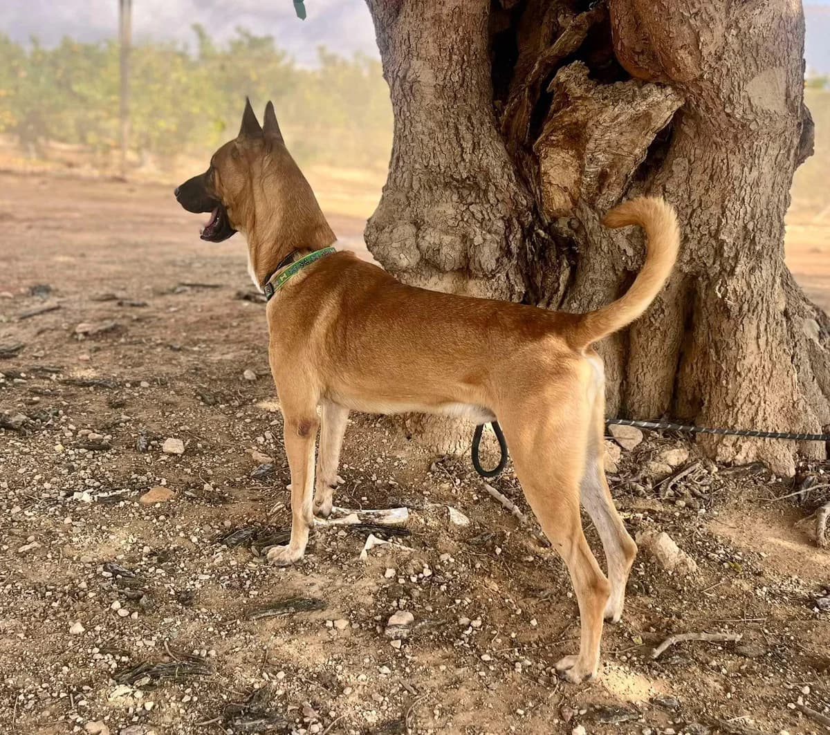 COLON, male Mixed Breed for adoption at Murcia), Lips Rescue photo 8