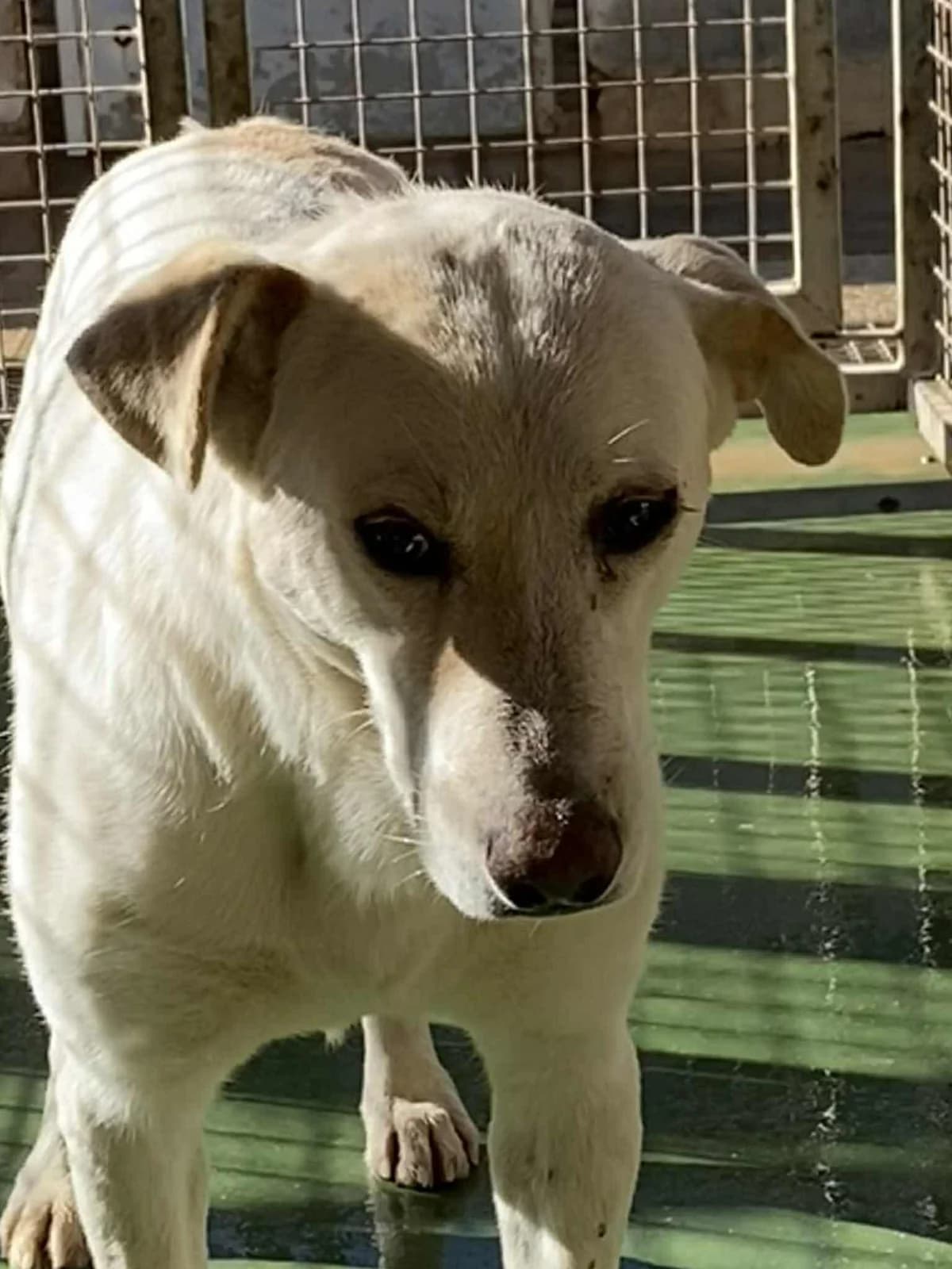 COSME, male Mixed Breed for adoption at Murcia), Lips Rescue