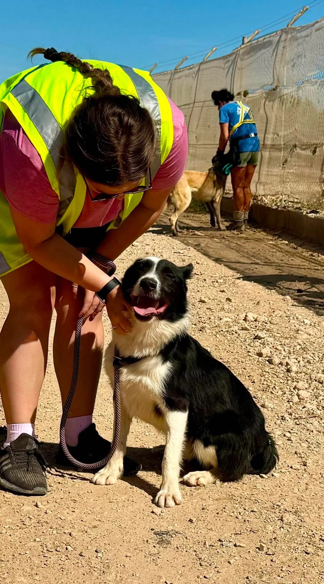 DANCO, male Mixed Breed for adoption at Murcia), Lips Rescue