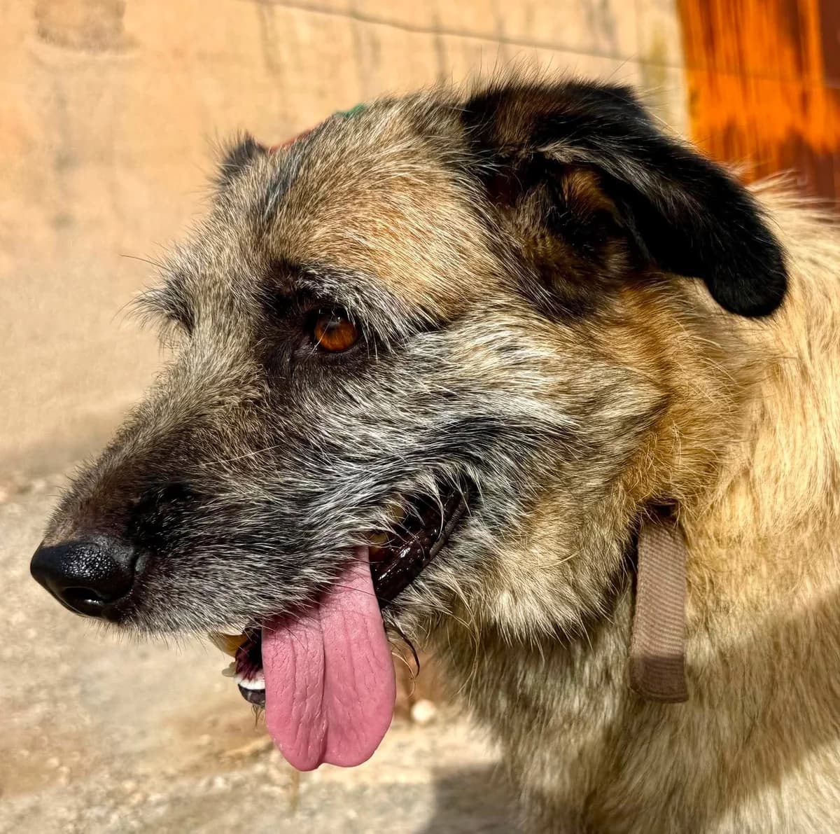 DANKO, male Mixed Breed for adoption at Murcia), Lips Rescue