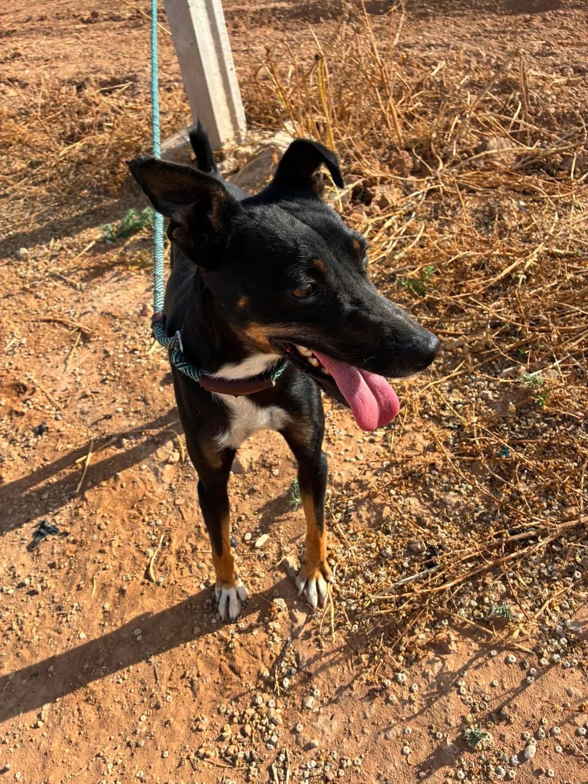 DECLAN, male Mixed Breed for adoption at Murcia), Lips Rescue