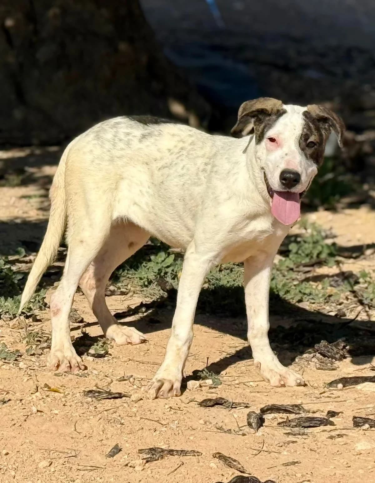 DELILAH, female puppy Mixed Breed for adoption at Murcia), Lips Rescue