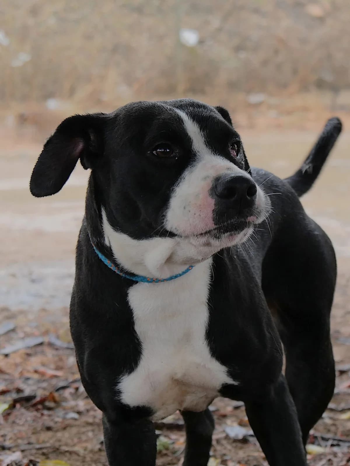 DIVA (PPP), female Mixed Breed for adoption at Murcia), Lips Rescue