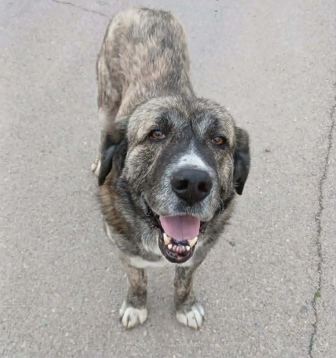DRAKE, male Mixed Breed for adoption at Murcia), Lips Rescue