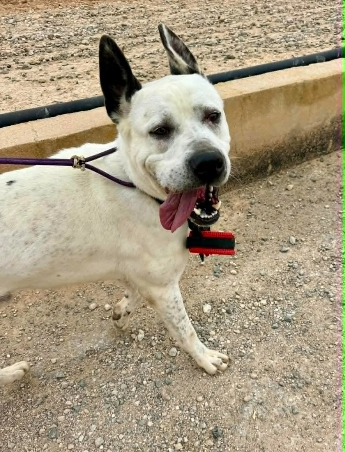 DRAKO (PPP), male Mixed Breed for adoption at Murcia), Lips Rescue