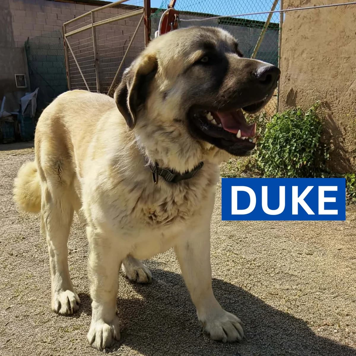 DUKE, male Mixed Breed for adoption at Murcia), Lips Rescue