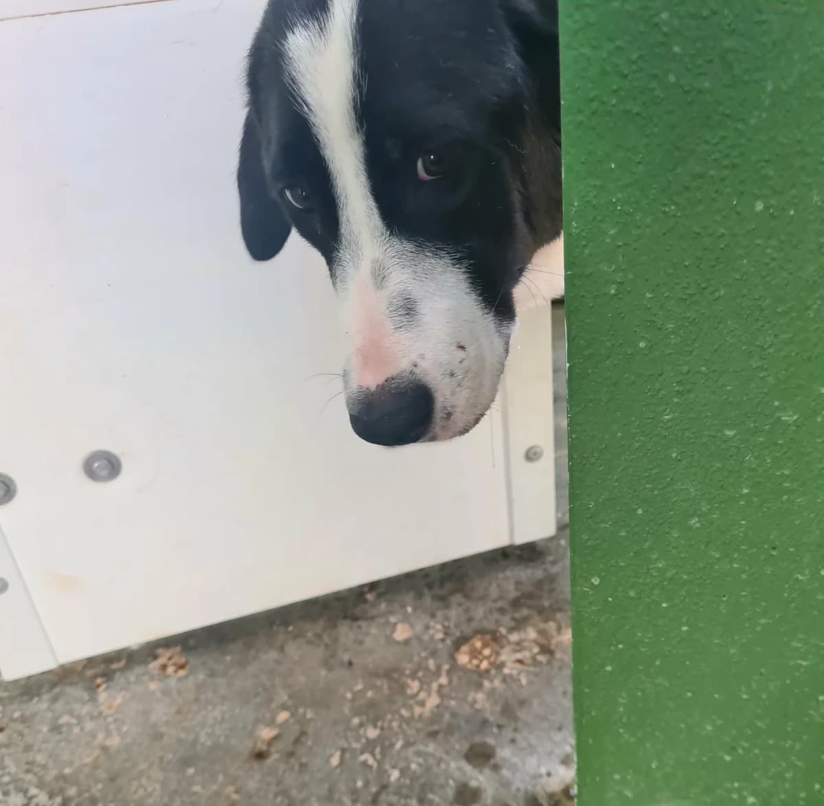 DUQUESA, female Mixed Breed for adoption at Murcia), Lips Rescue