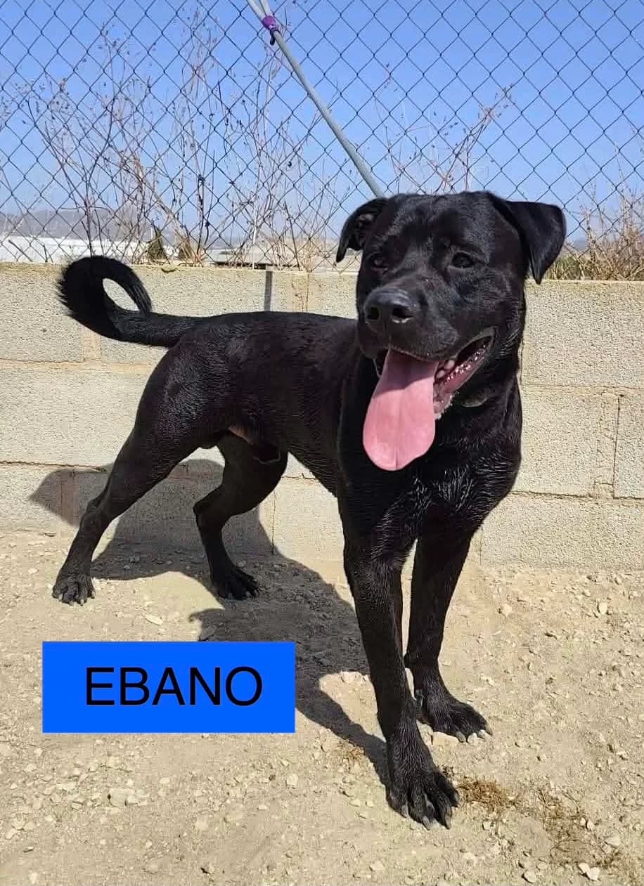 EBANO (PPP), male Mixed Breed for adoption at Murcia), Lips Rescue