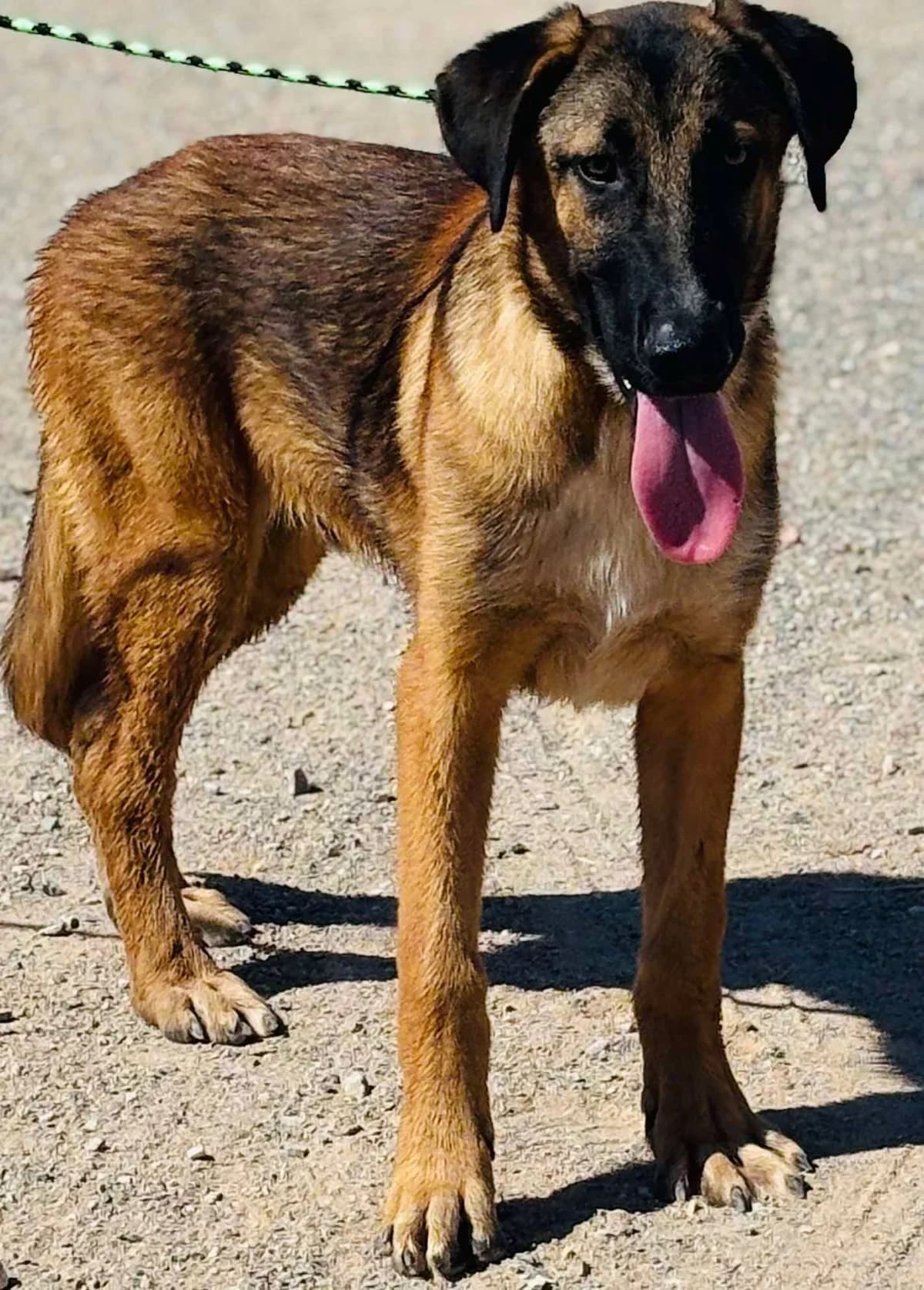 ELLIS, male Mixed Breed for adoption at Murcia), Lips Rescue