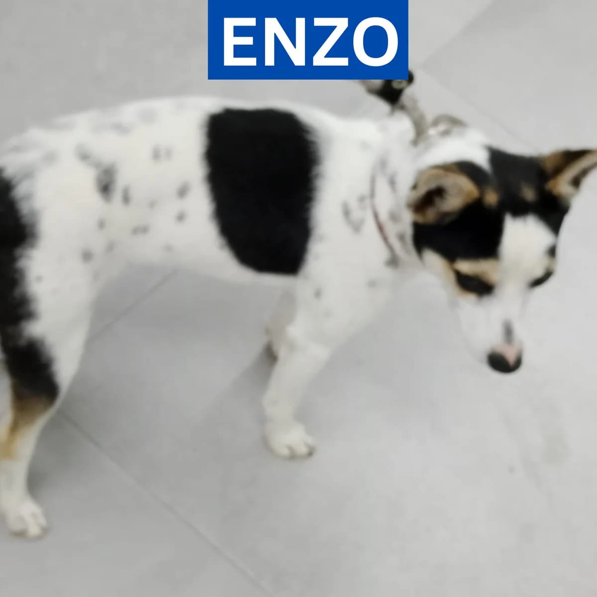 ENZO **RESERVED** 9/4/26 (KAY), male Mixed Breed for adoption at Murcia), Lips Rescue
