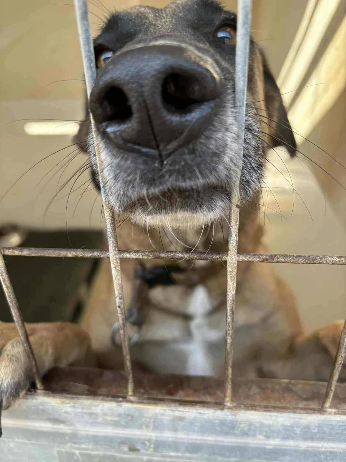 ESPE, female young Mixed Breed for adoption at Murcia), Lips Rescue