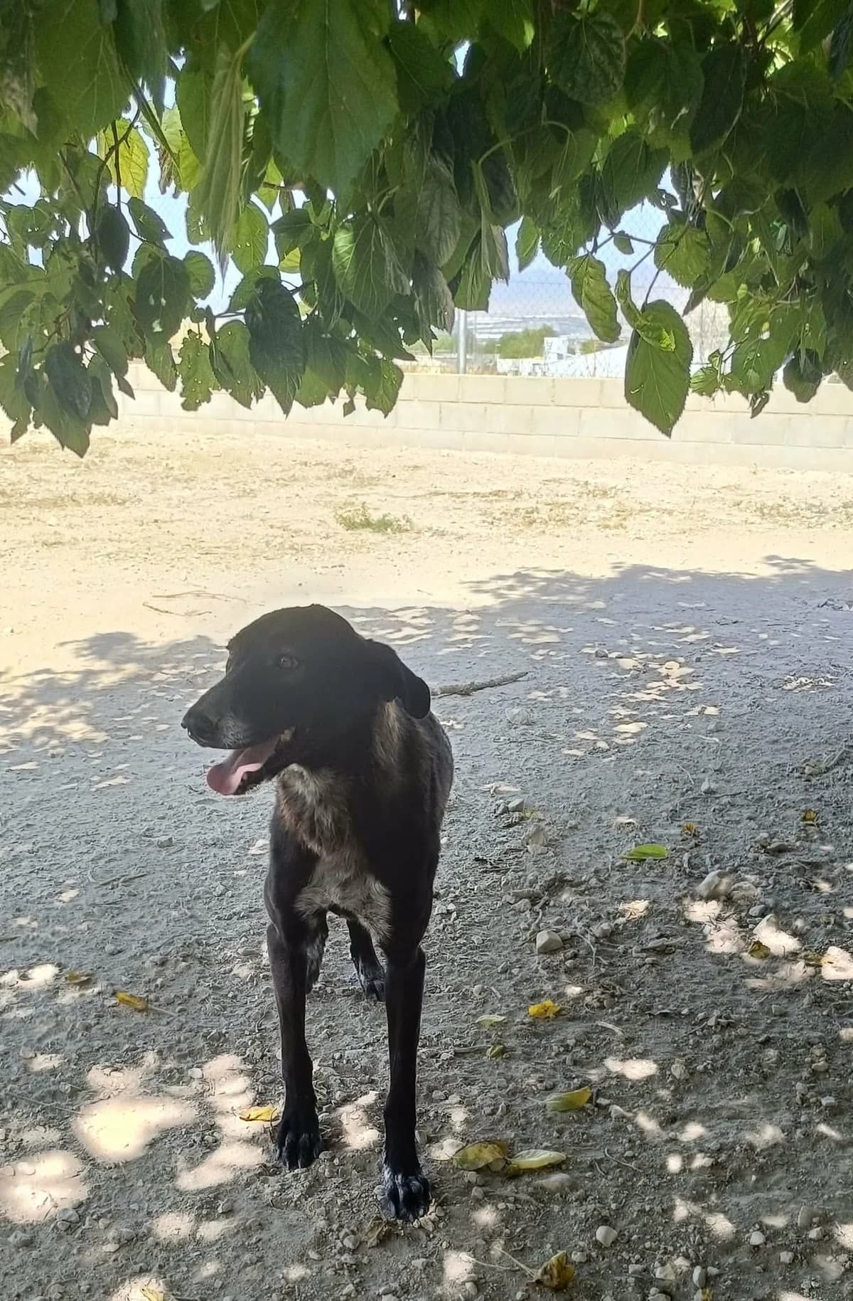 ESTRELLA, female young Mixed Breed for adoption at Murcia), Lips Rescue