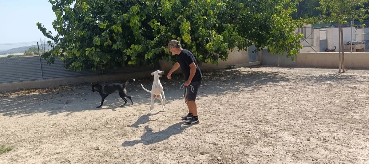 ESTRELLA, female Mixed Breed for adoption at Murcia), Lips Rescue photo 2