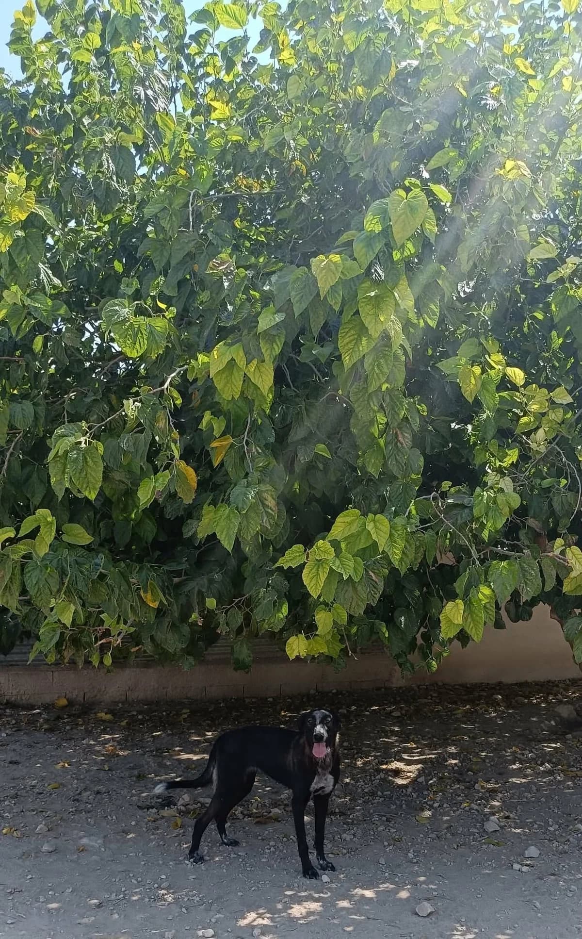 ESTRELLA, female Mixed Breed for adoption at Murcia), Lips Rescue photo 3