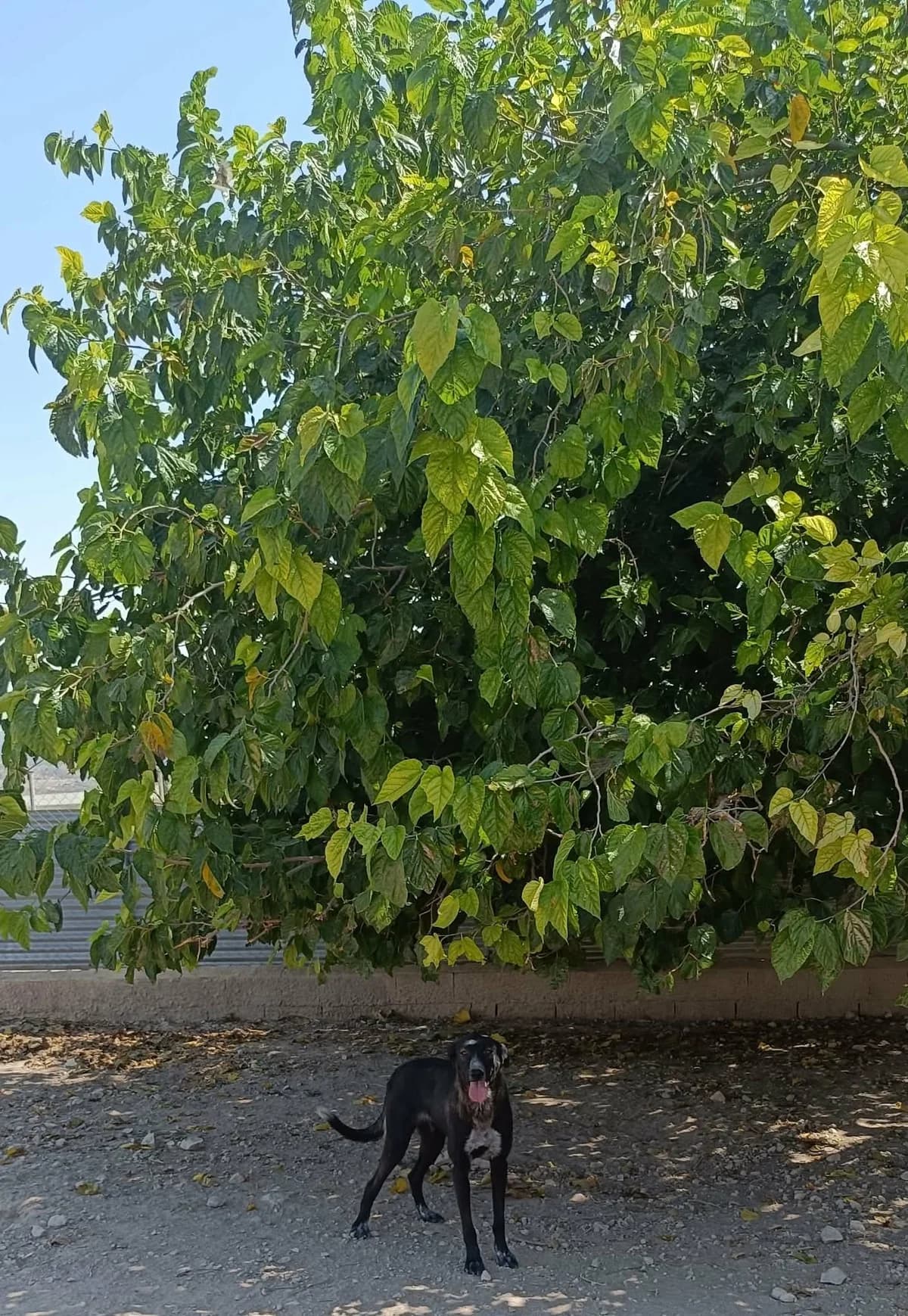 ESTRELLA, female Mixed Breed for adoption at Murcia), Lips Rescue photo 4