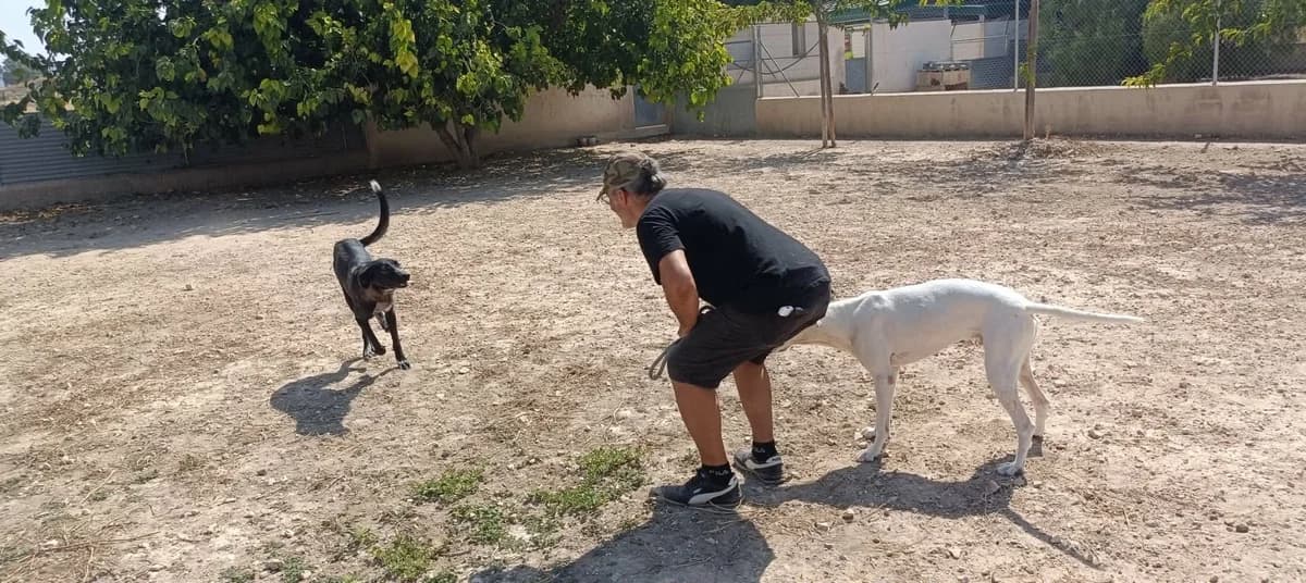 ESTRELLA, female Mixed Breed for adoption at Murcia), Lips Rescue photo 5