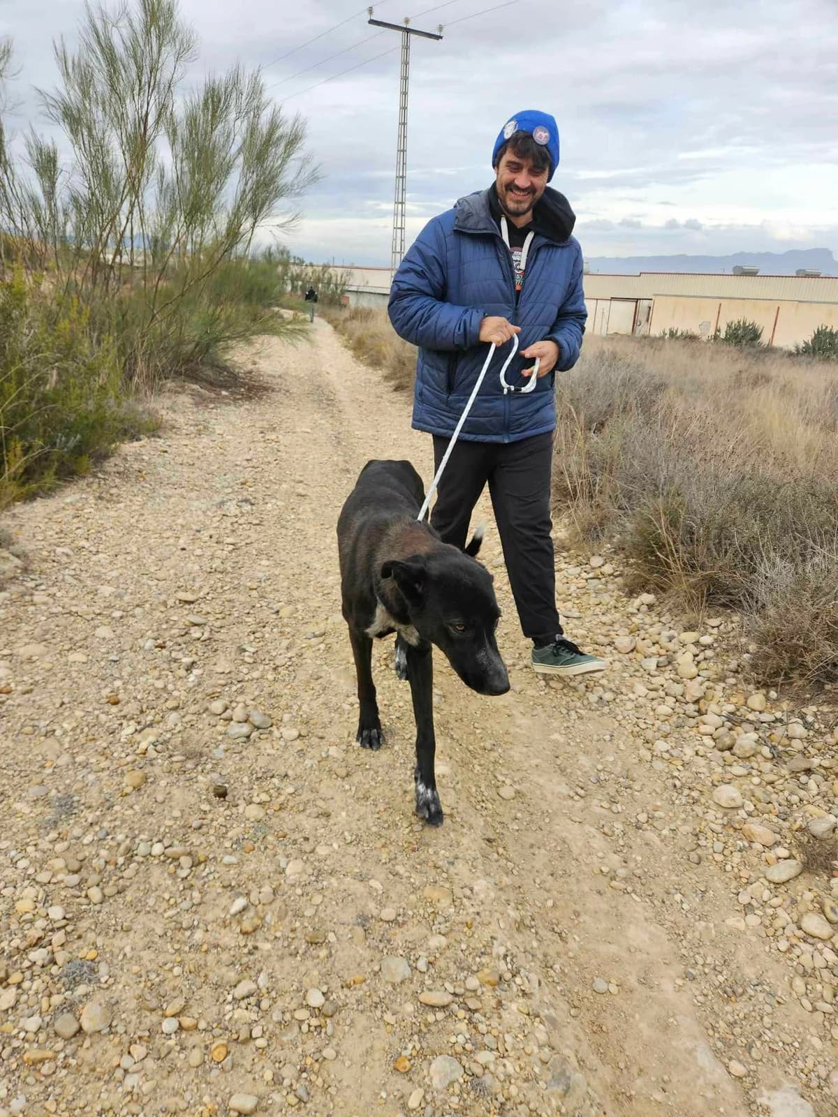 ESTRELLA, female Mixed Breed for adoption at Murcia), Lips Rescue photo 6