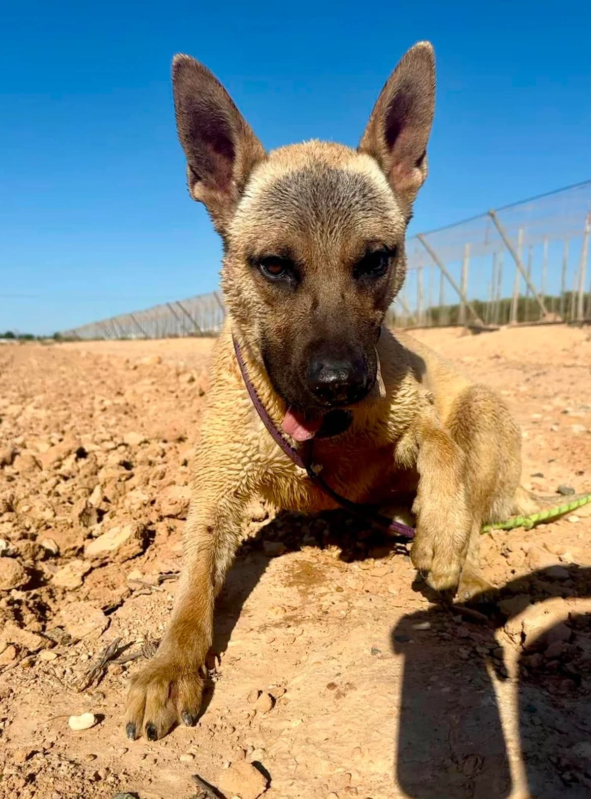 FLINT, male Mixed Breed for adoption at Murcia), Lips Rescue