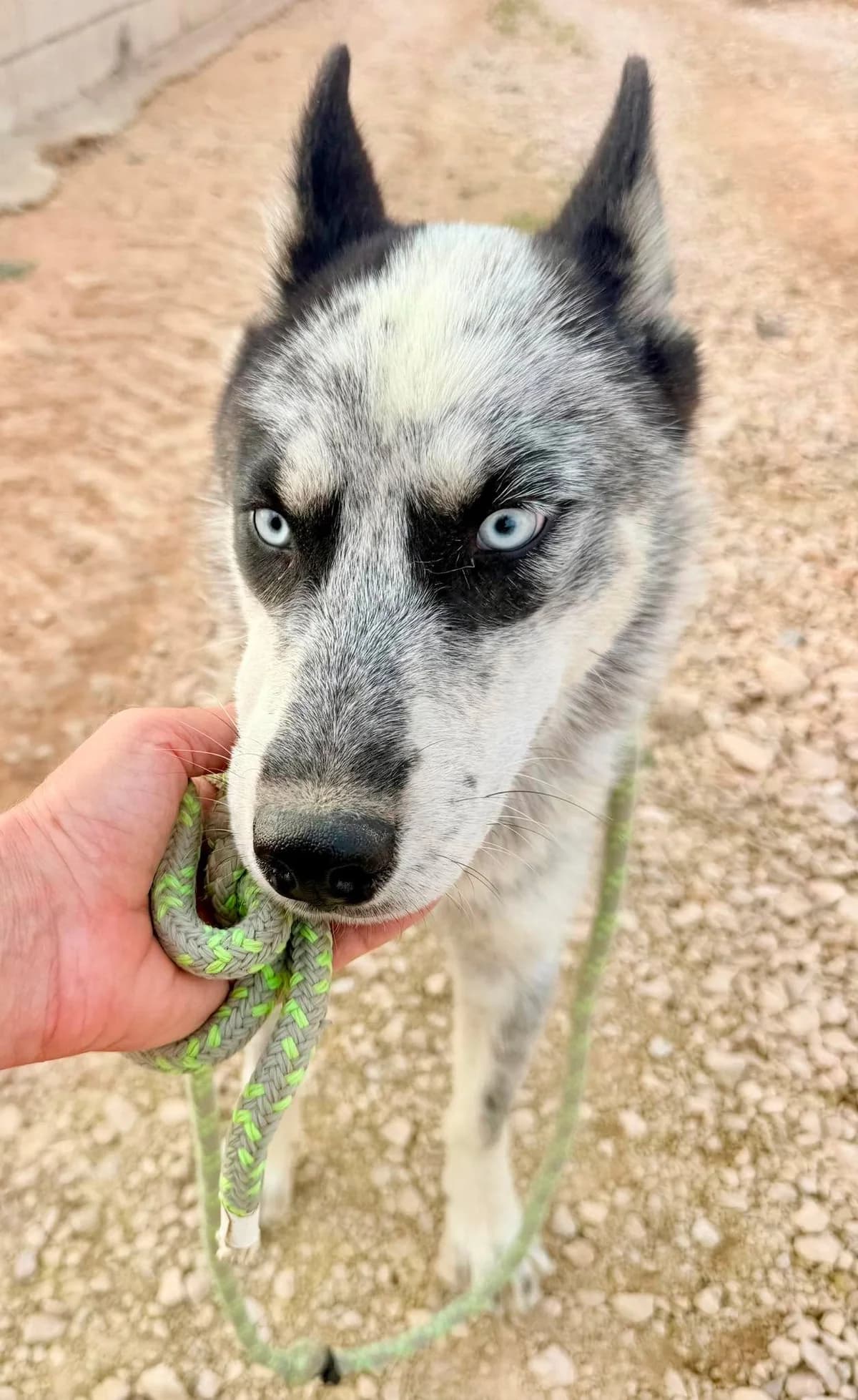 FLIPPER, male Mixed Breed for adoption at Murcia), Lips Rescue