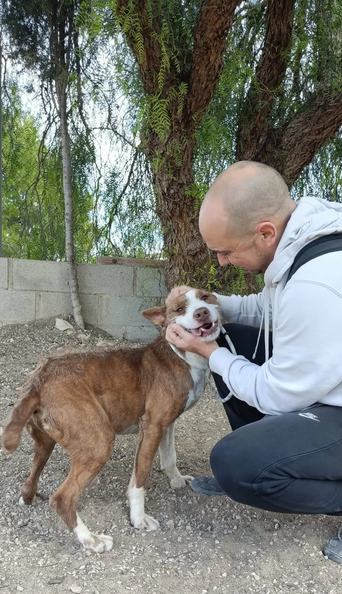 GALAN, male Mixed Breed for adoption at Lips Rescue