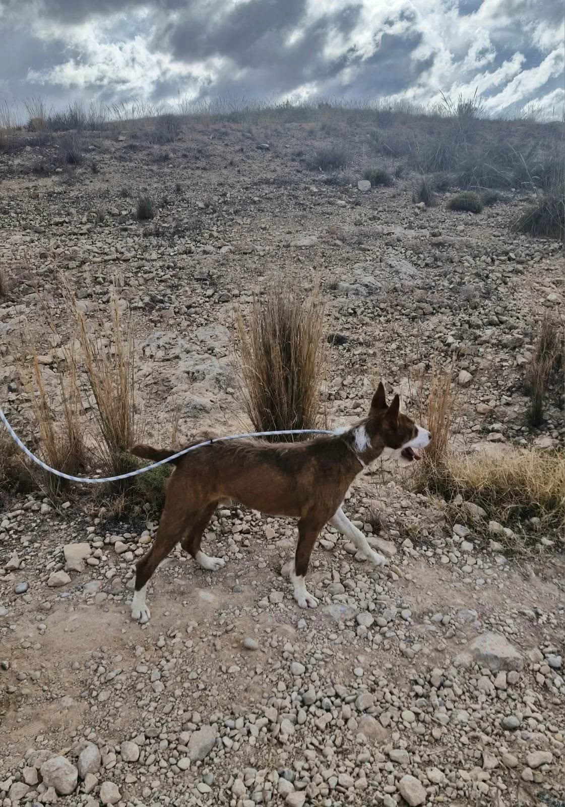 GALAN, male Mixed Breed for adoption at Murcia), Lips Rescue photo 2