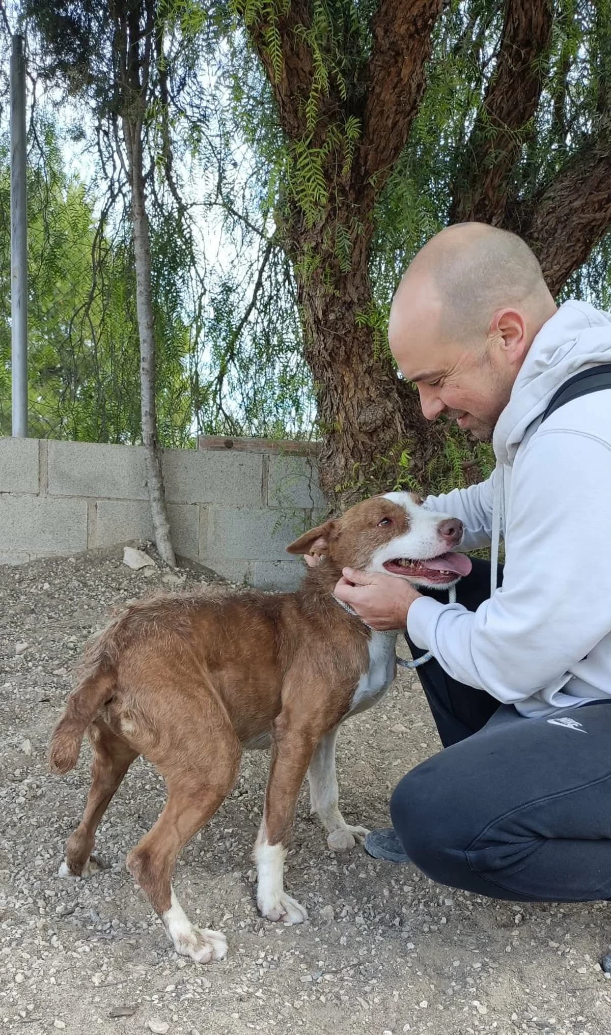 GALAN, male Mixed Breed for adoption at Murcia), Lips Rescue photo 3