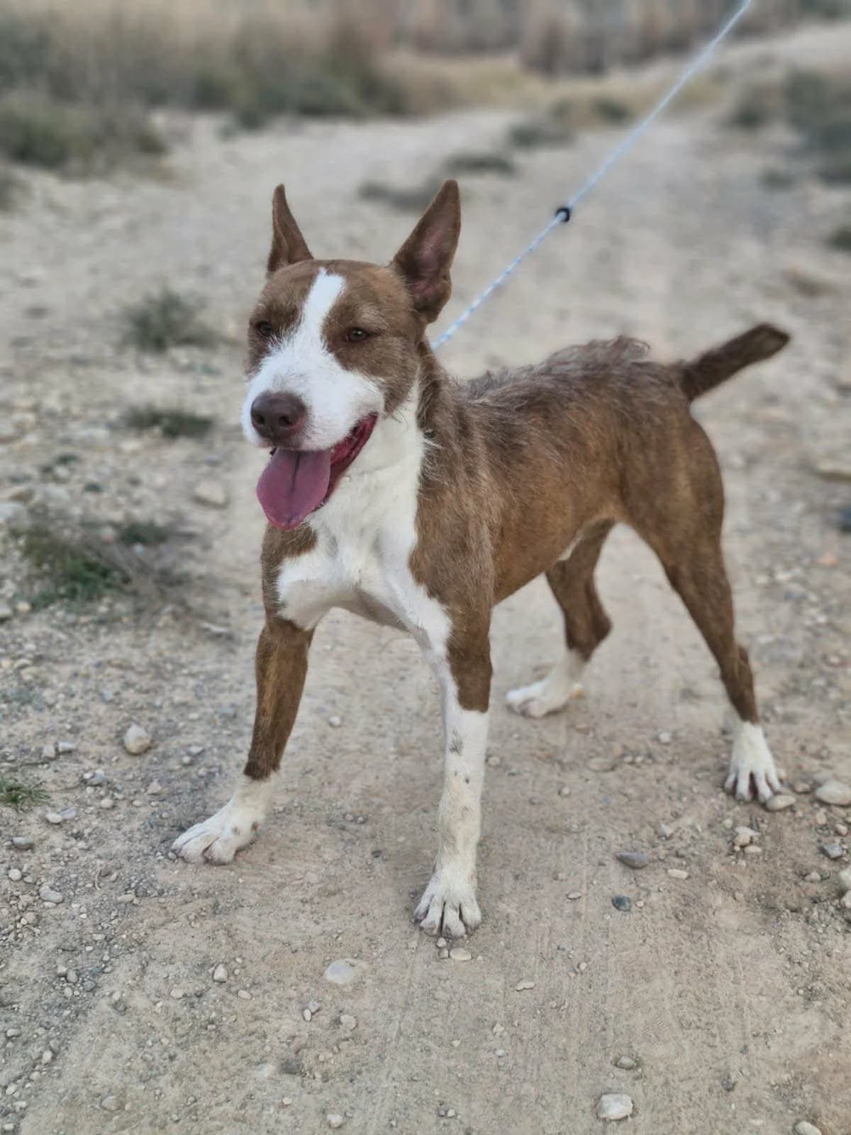 GALAN, male Mixed Breed for adoption at Murcia), Lips Rescue photo 4