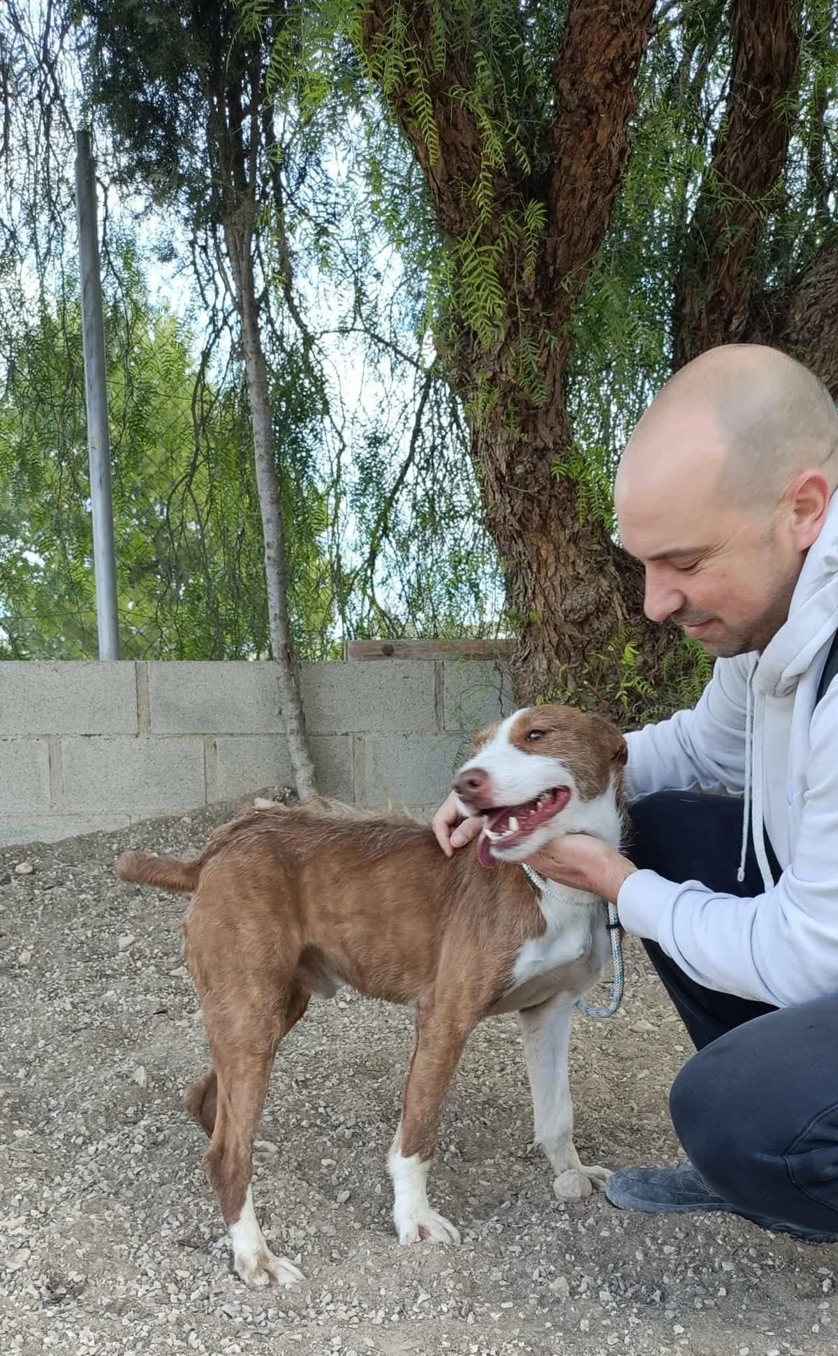 GALAN, male Mixed Breed for adoption at Murcia), Lips Rescue photo 5