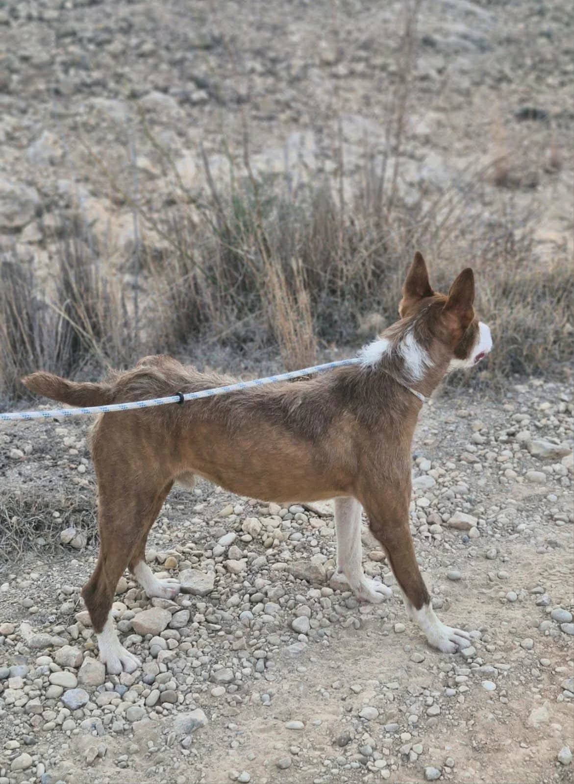 GALAN, male Mixed Breed for adoption at Murcia), Lips Rescue photo 6