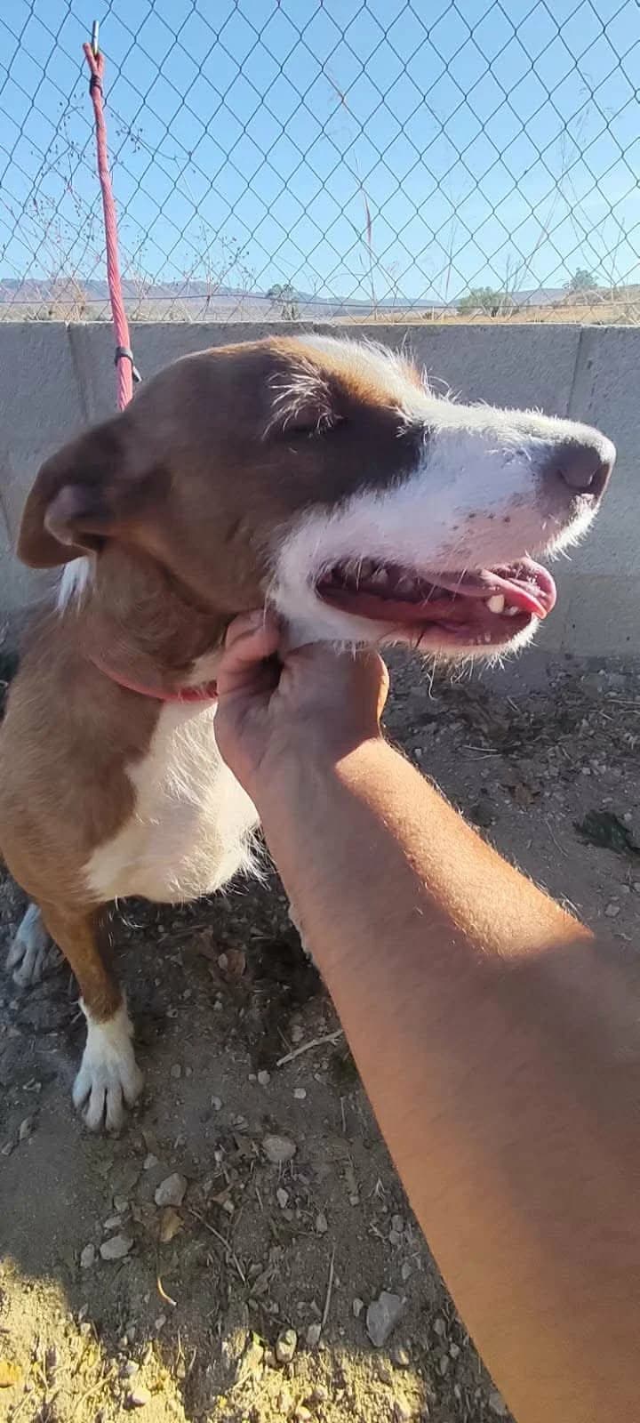 GALAN, male Mixed Breed for adoption at Murcia), Lips Rescue photo 7