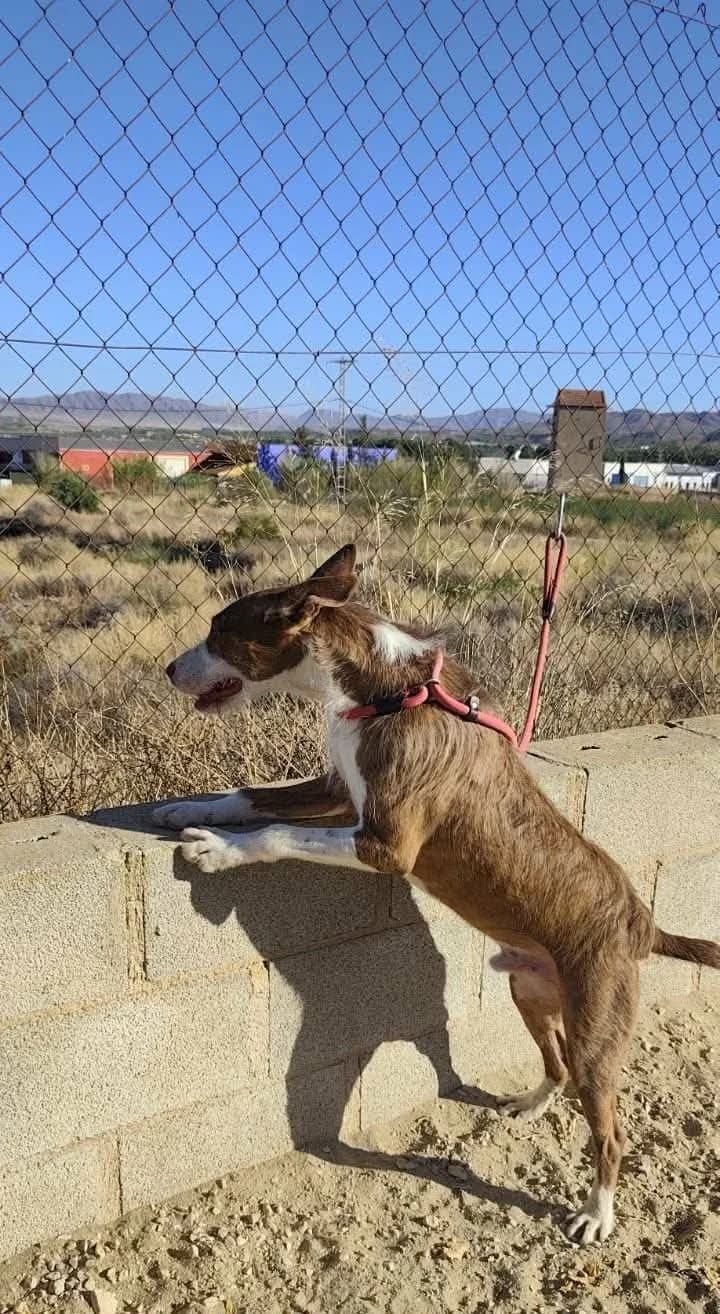 GALAN, male Mixed Breed for adoption at Murcia), Lips Rescue photo 8