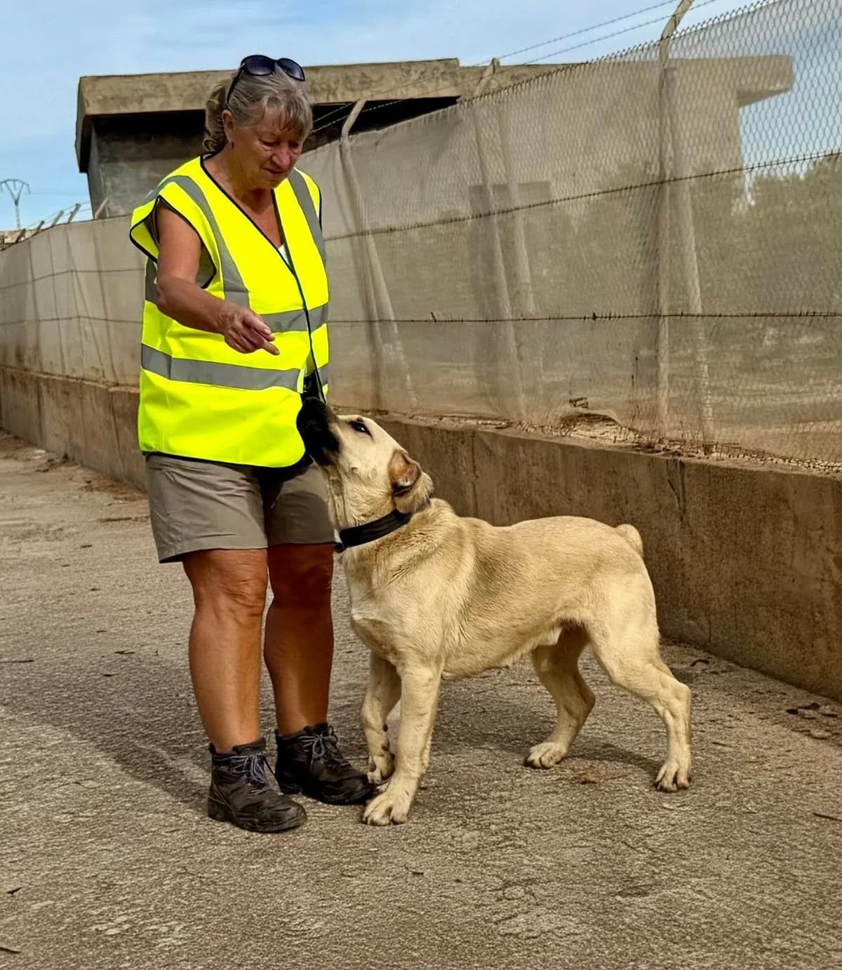 GOLIATH,  Mixed Breed for adoption at Murcia), Lips Rescue — photo 2 of 29