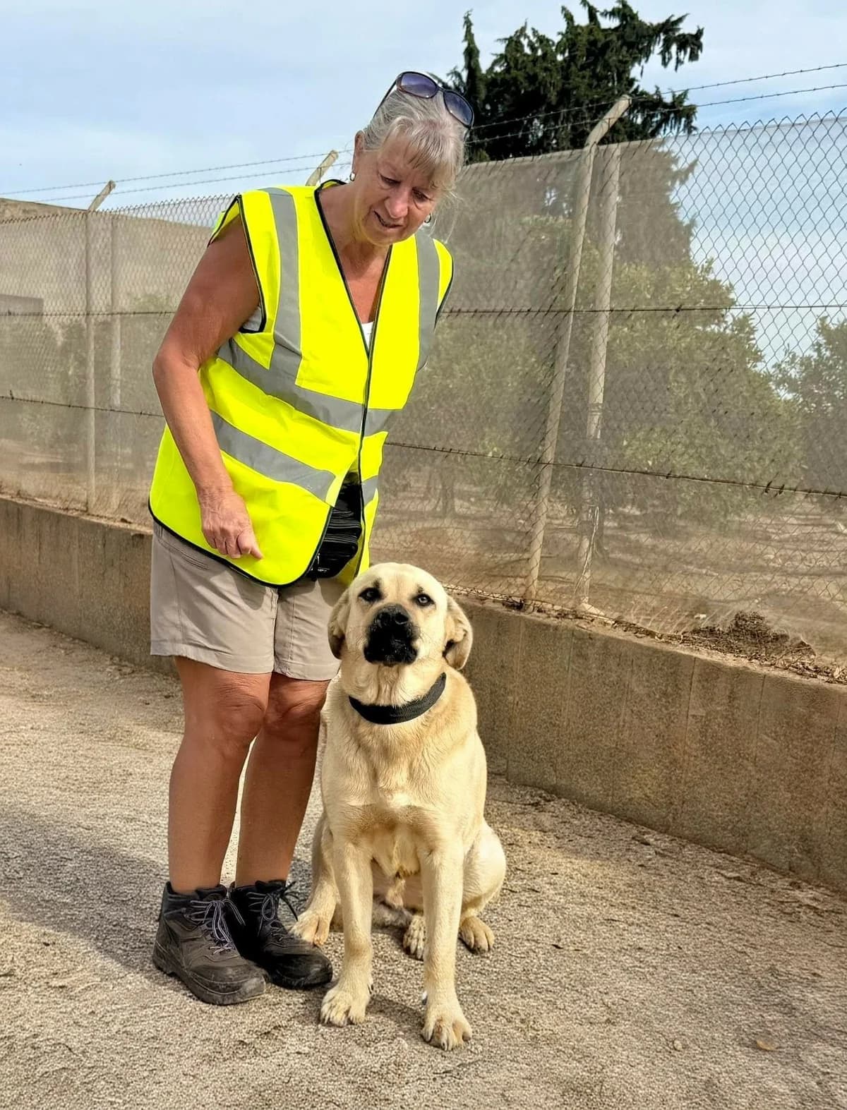 GOLIATH,  Mixed Breed for adoption at Murcia), Lips Rescue — photo 3 of 29