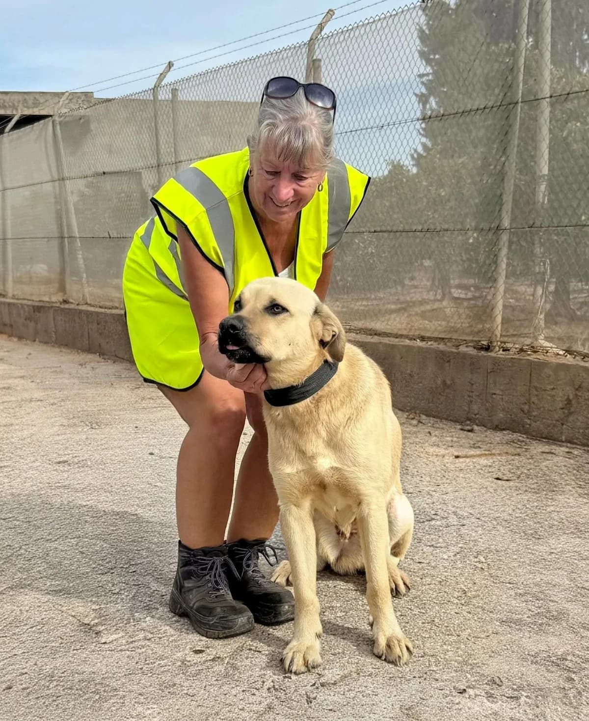 GOLIATH,  Mixed Breed for adoption at Murcia), Lips Rescue — photo 4 of 29