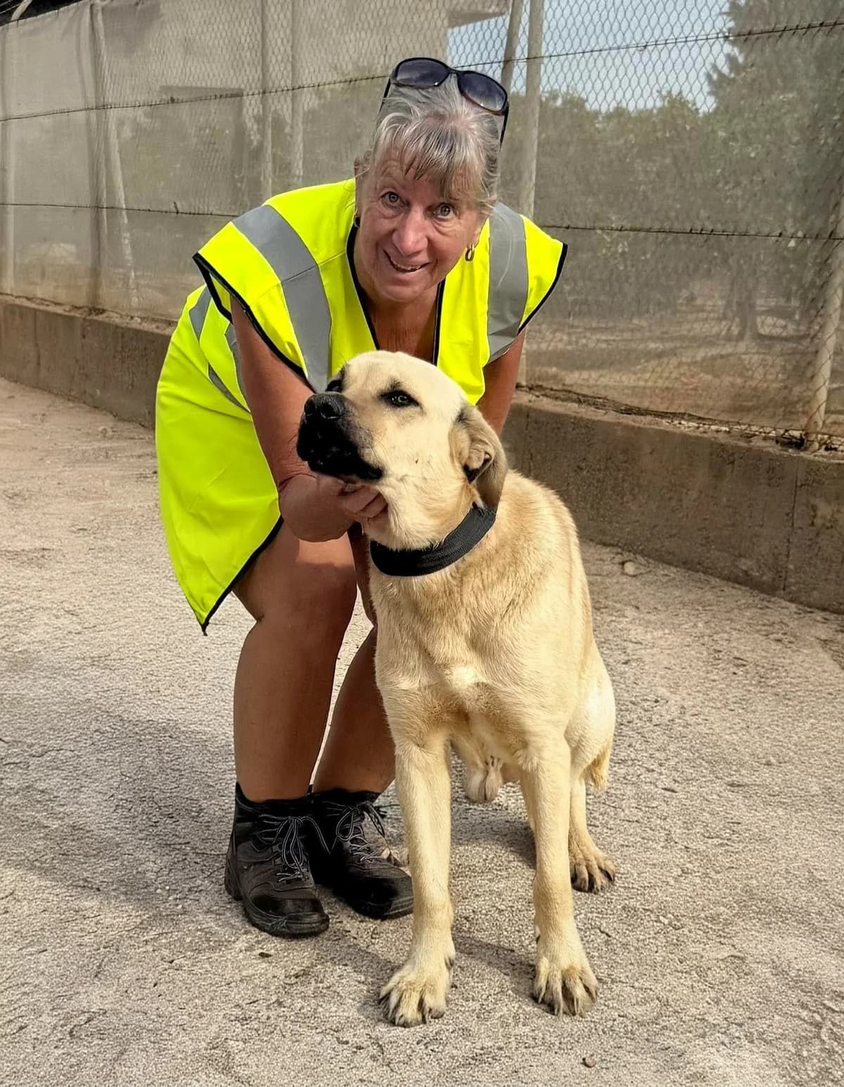 GOLIATH,  Mixed Breed for adoption at Murcia), Lips Rescue — photo 5 of 29