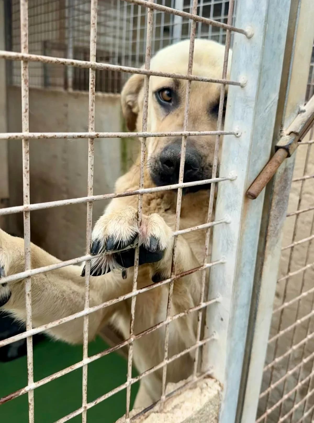 GOLIATH,  Mixed Breed for adoption at Murcia), Lips Rescue — photo 7 of 29