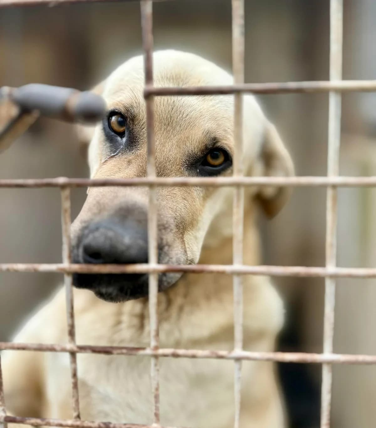 GOLIATH,  Mixed Breed for adoption at Murcia), Lips Rescue — photo 8 of 29