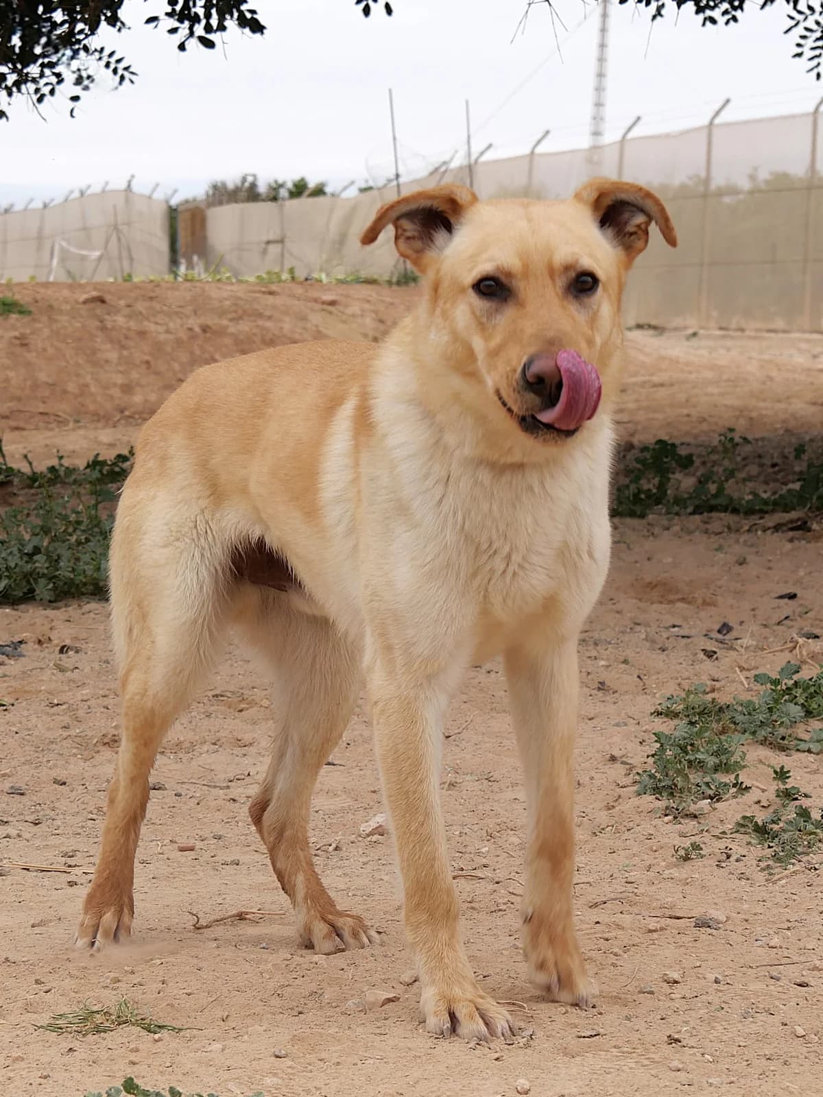 GREGORY **RESERVED** 28/4/26 (K), male Mixed Breed for adoption at Murcia), Lips Rescue