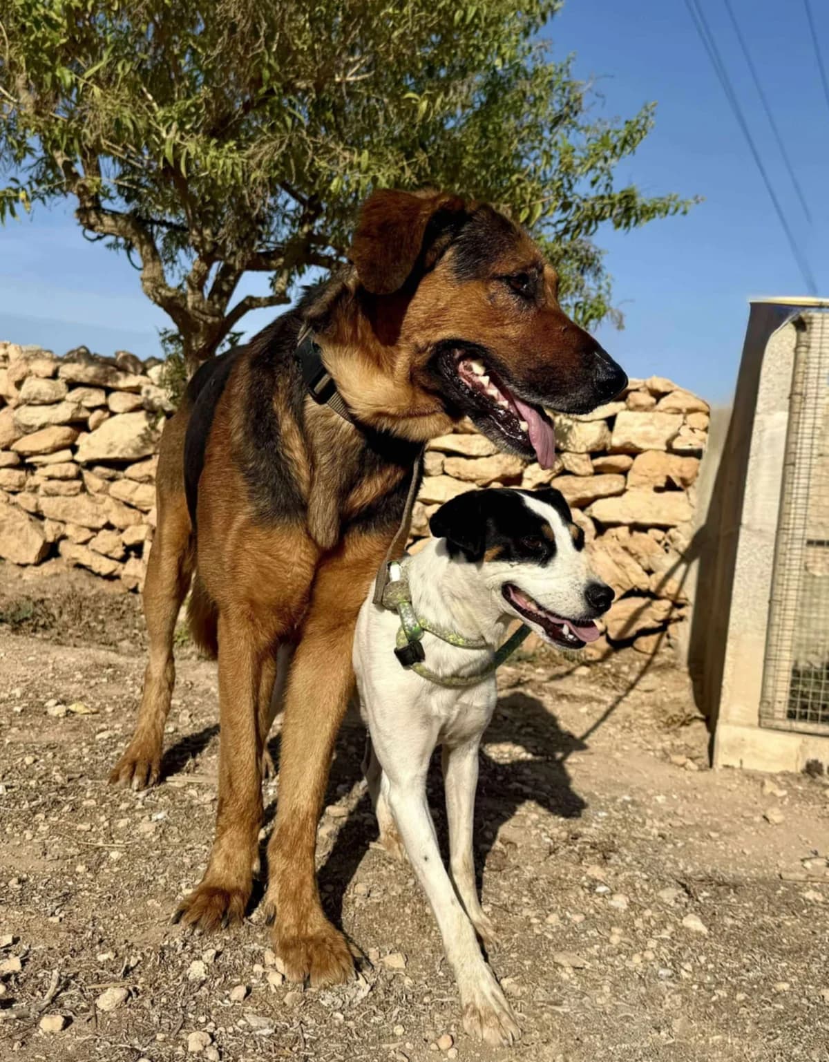 HENRY **RESERVED** (11/5/26), male Mixed Breed for adoption at Murcia), Lips Rescue