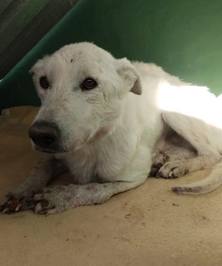 ICE, male Mixed Breed for adoption at Murcia), Lips Rescue