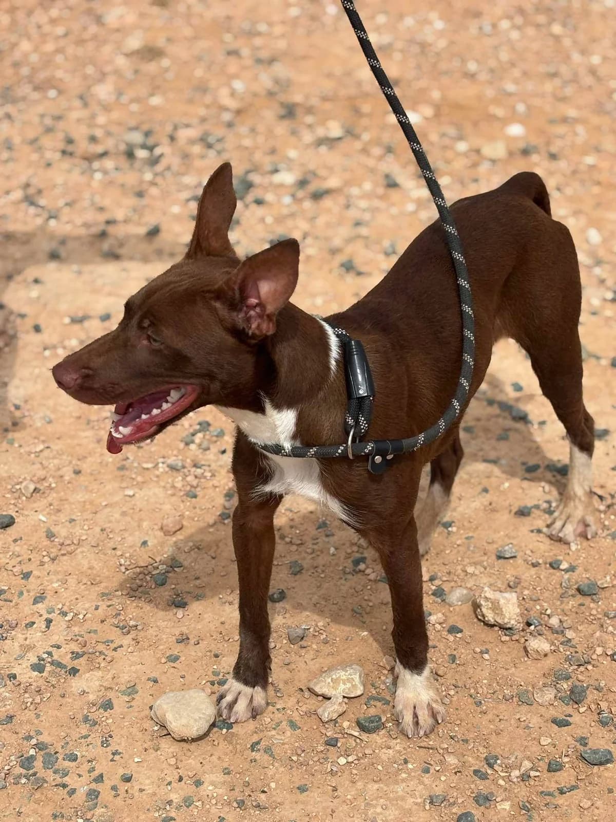 IGOR, male Mixed Breed for adoption at Murcia), Lips Rescue