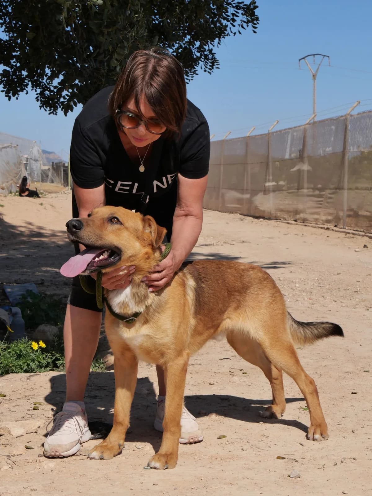 JOEL, male Mixed Breed for adoption at Murcia), Lips Rescue