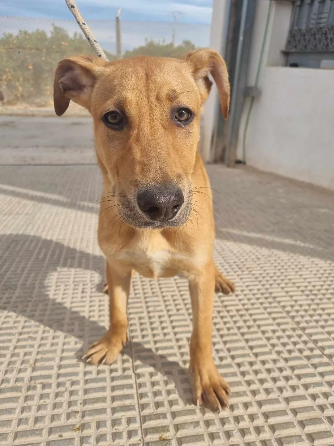 JOSELITO, male Mixed Breed for adoption at Murcia), Lips Rescue