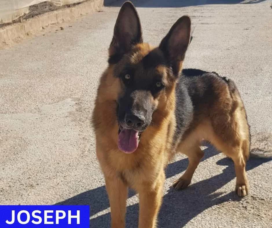 JOSEPH - RESERVED 03/03/25 LIPS UK, male German Shepherd for adoption at Murcia), Lips Rescue