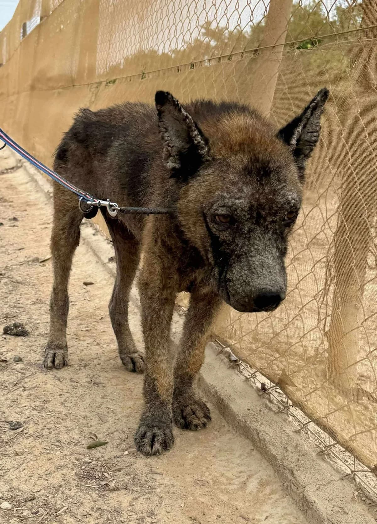 KAI, male Mixed Breed for adoption at Murcia), Lips Rescue