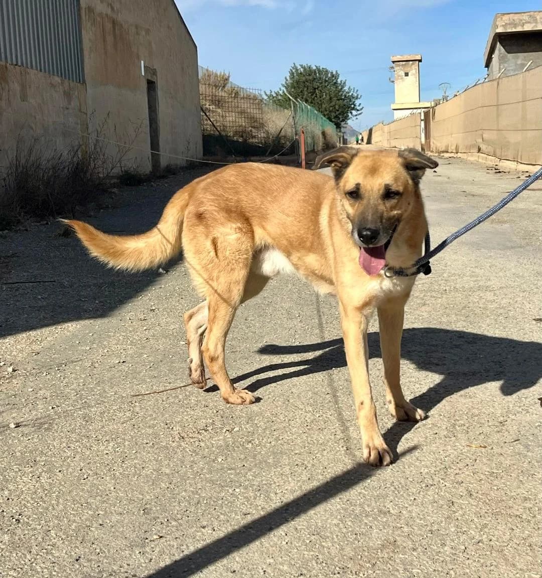 KENZO **RESERVED** 25/2/26 (LAIMA), male Mixed Breed for adoption at Murcia), Lips Rescue