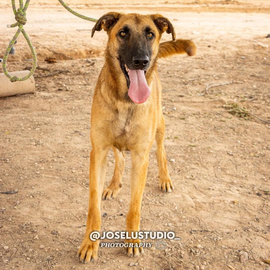 KING, male Mixed Breed for adoption at Murcia), Lips Rescue