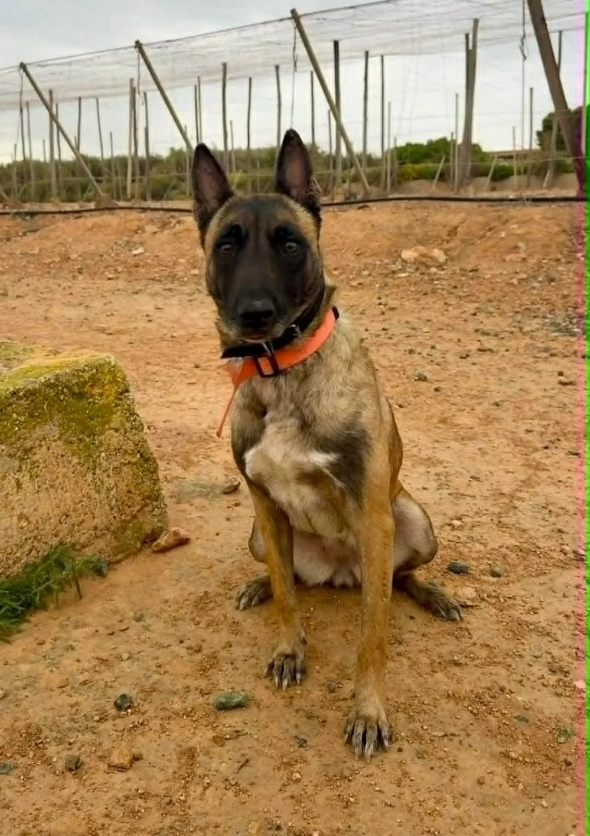 LAILA **RESERVED** 13/5/26 (OFFICE), female Mixed Breed for adoption at Murcia), Lips Rescue